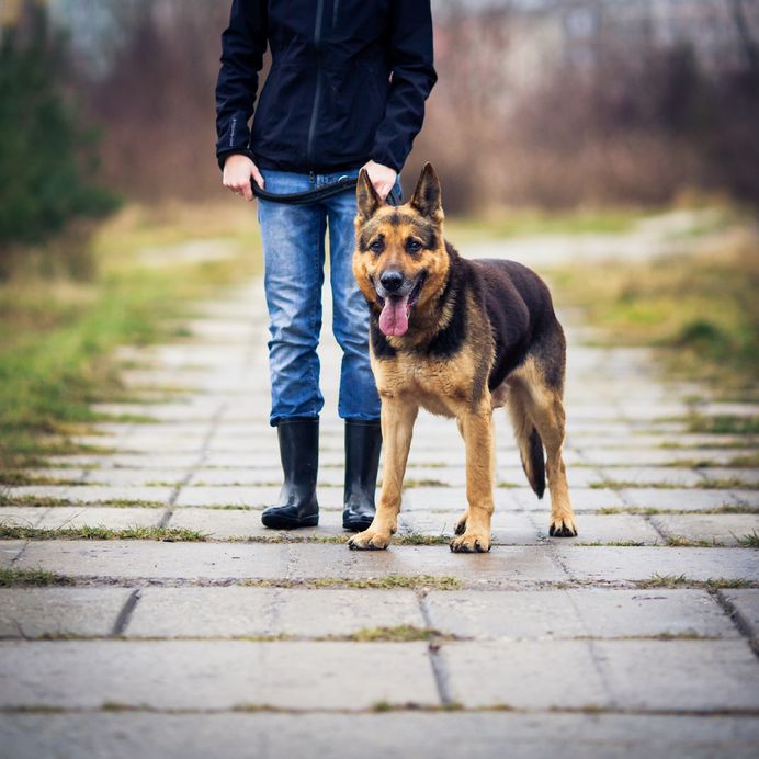 Snimili ga kako mlati psa: On u ovome ne vidi ništa loše! A vi?
