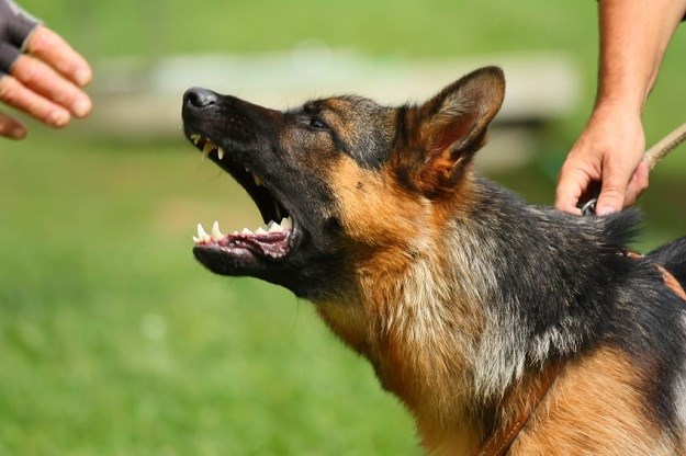 Čovjekov najbolji prijatelj: Pas specijalac teroristima pokazao zube!