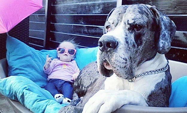Psi&djeca: Jako veliki pas obožava svoju malu sestricu