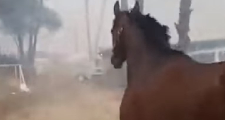 VIDEO Ovi hrabri ljudi spasili su život konjima u požaru