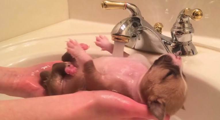 VIDEO Psić kojeg su pronašli u kontejneru uživa u kupanju kao nitko do sada
