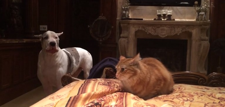 VIDEO Njemačka doga i maca bore se oko mjesta na krevetu: Pogledajte tko će pobijediti
