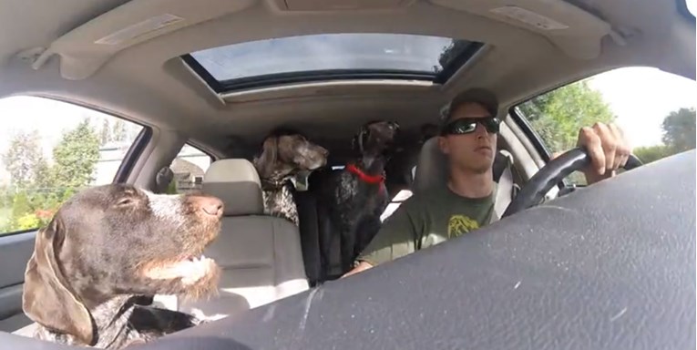 VIDEO Ovi su psi potpuno poludjeli kada su vidjeli gdje ih vlasnik vozi
