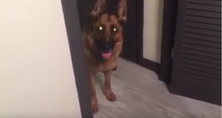 VIDEO Ova kujica ne može otići na spavanje ako ne napravi jednu stvar