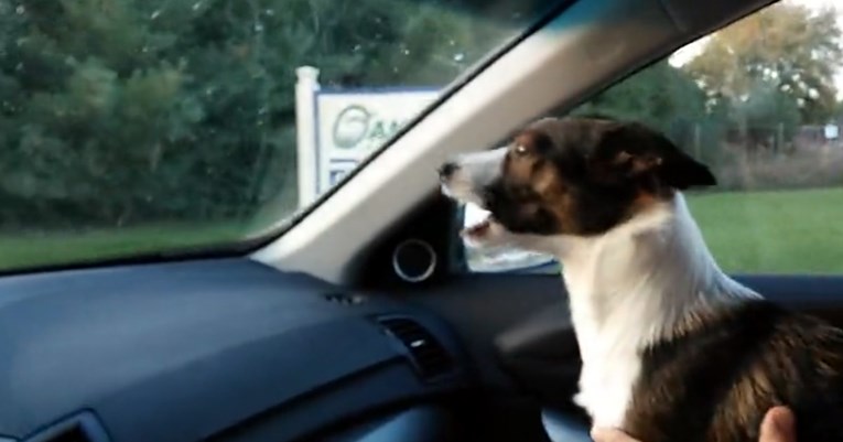 VIDEO Ovaj je pas potpuno poludio kada je shvatio gdje ga vlasnik vodi