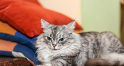 Norveška šumska mačka: Zanimljivosti o mačkama koje su pomagale Vikinzima