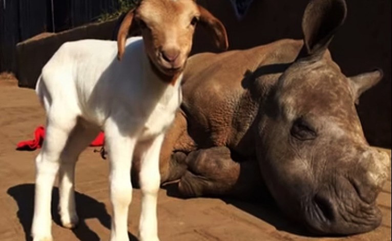 Mali nosorog se sprijateljio s kozom dok se oporavljao od strašnog događaja