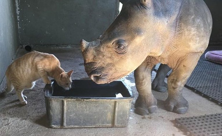 Mali spašeni nosorog obožava svoju novu mamu i najbolju prijateljicu mačku