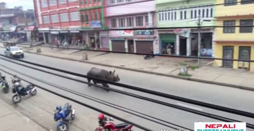 Nosorog protutnjao ulicama nepalskog grada, usmrtio ženu na tržnici