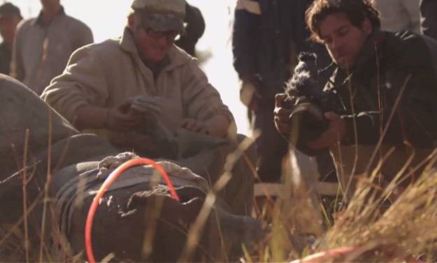 Neobična metoda: U borbi protiv lovokradica truju rogove nosoroga
