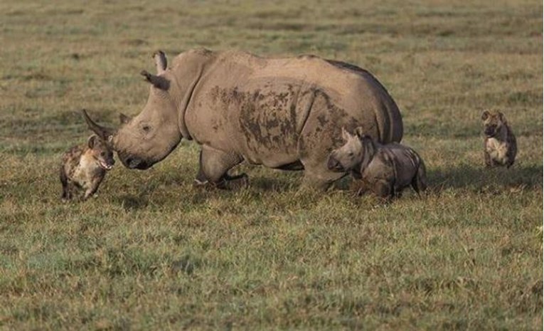 Majka malih nosoroga naučila lekciju gladne hijene koje su joj napale bebu