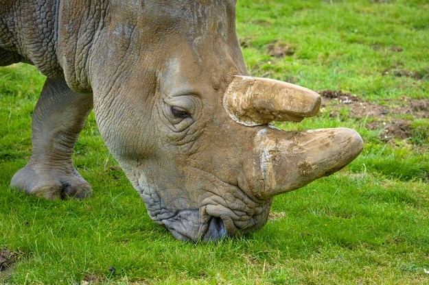 Pogledajte kako izgleda beba vrste kojoj prijeti izumiranje