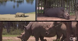 Uginuo još jedan bijeli nosorog: Ostalo ih je samo četiri