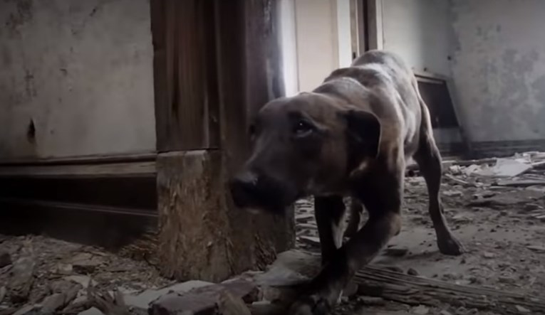 VIDEO Ostavili su kujicu u staroj, oronuloj zgradi, a ovi su joj ljudi spasili život
