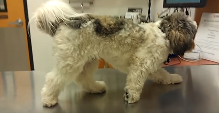 VIDEO Ovaj se psić doslovno ukipio od straha kada je došao veterinaru