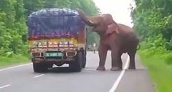 VIDEO Ovaj je slon zaustavio kamion prepun krumpira i napravio si gozbu