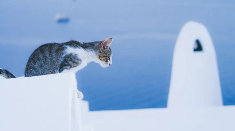 VIDEO Bliski susreti mačaka s vodom koji nisu prošli baš najbolje
