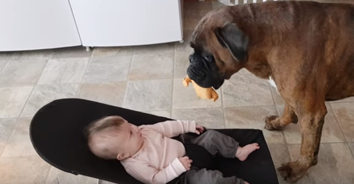 VIDEO Ovaj bokser obožava svoju malenu vlasnicu, a njezino oduševljenje govori sve