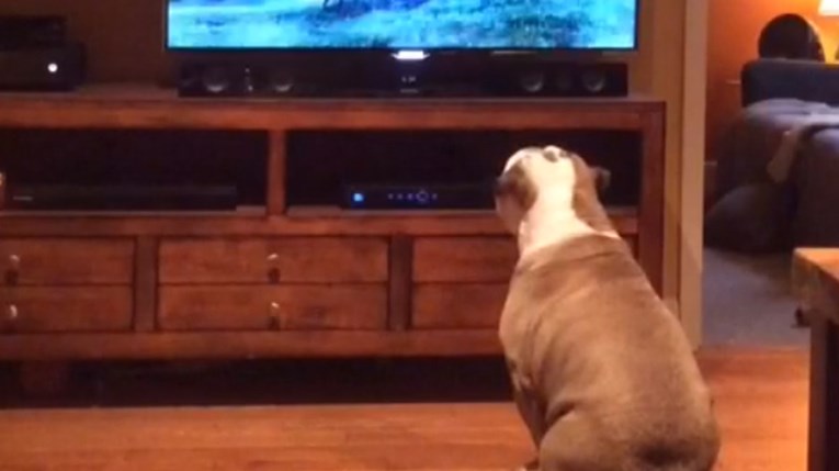 VIDEO Ovaj pesonja obožava gledati TV, a njegova reakcija na jednu reklamu oduševit će vas