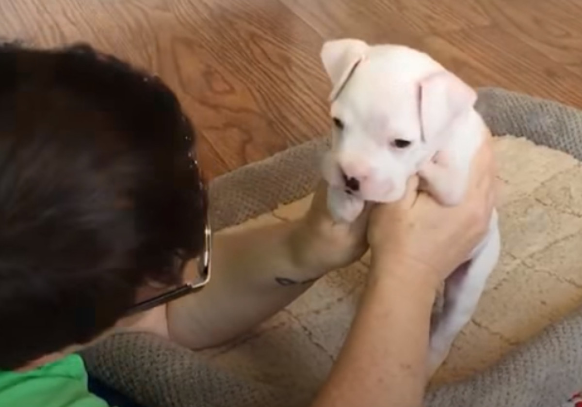 VIDEO Veterinar je predložio da ga uspavaju jer se rodio bez prednjih nogu, no oni nisu odustali od njega