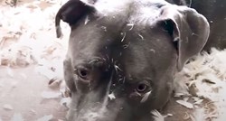 VIDEO Pas je napravio nered u dnevnom boravku i nije ga nimalo stid