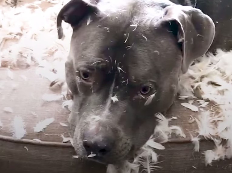 VIDEO Pas je napravio nered u dnevnom boravku i nije ga nimalo stid