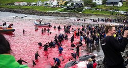 UZNEMIRUJUĆE FOTOGRAFIJE Ovi otoci svake godine masakriraju stotine kitova i dupina