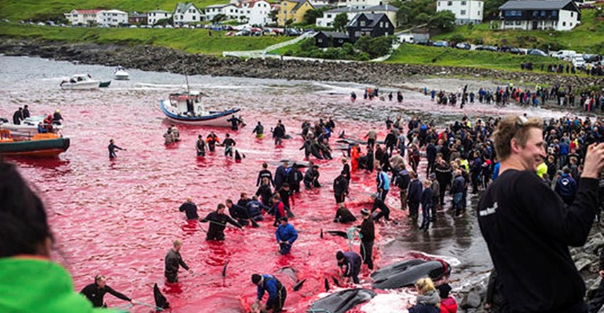 UZNEMIRUJUĆE FOTOGRAFIJE Ovi otoci svake godine masakriraju stotine kitova i dupina