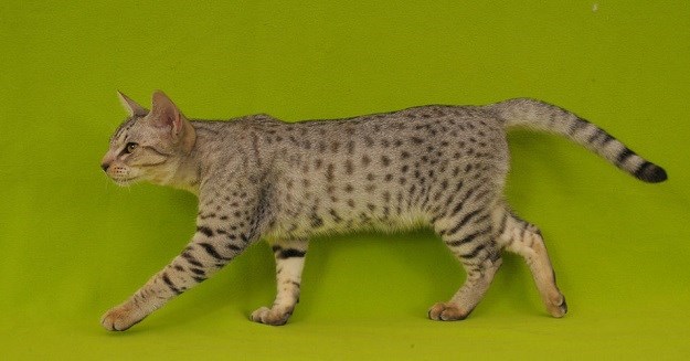 Ocicat mačka: Divlji izgled skriva privrženog ljubimca