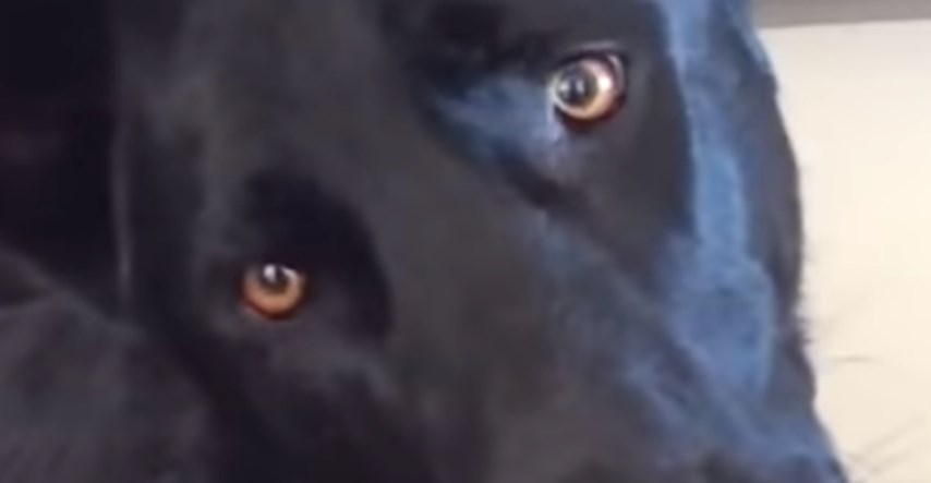 VIDEO Ovaj je pas čuo plač bebe i učinio nešto predivno