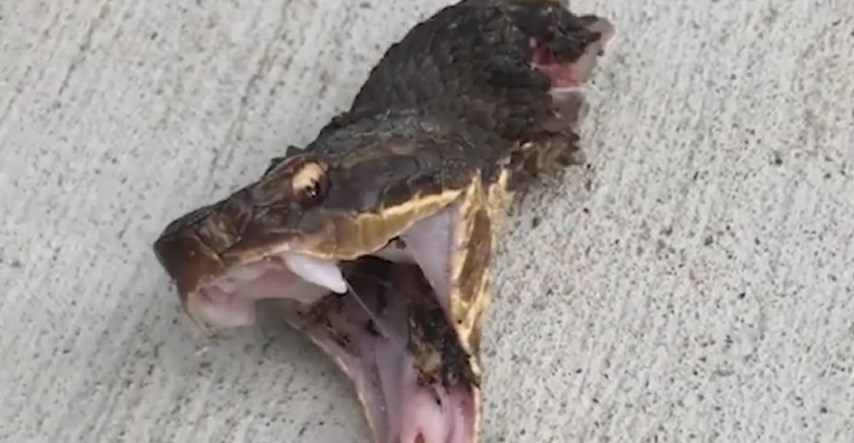 VIDEO Odsjekli zmiji glavu, ono što se dogodilo nakon mnoge je šokiralo