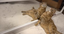 VIDEO Simpatične reakcije mačaka na vlastiti odraz u ogledalu