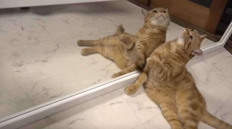 VIDEO Simpatične reakcije mačaka na vlastiti odraz u ogledalu