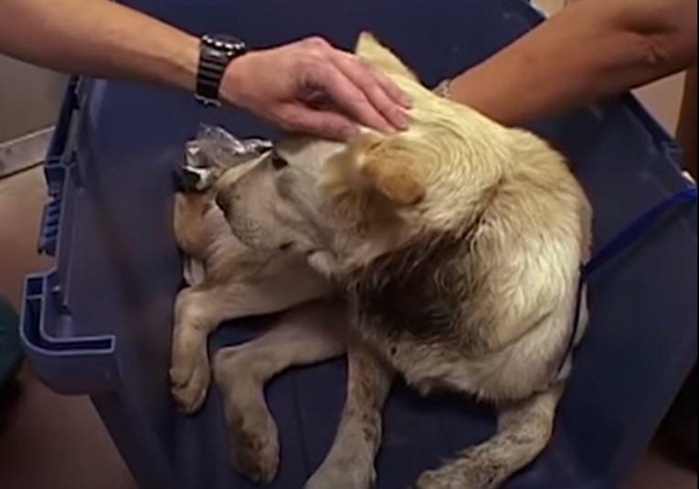 VIDEO Spasili su hrabrog psića kojem se lanac urezao u vrat