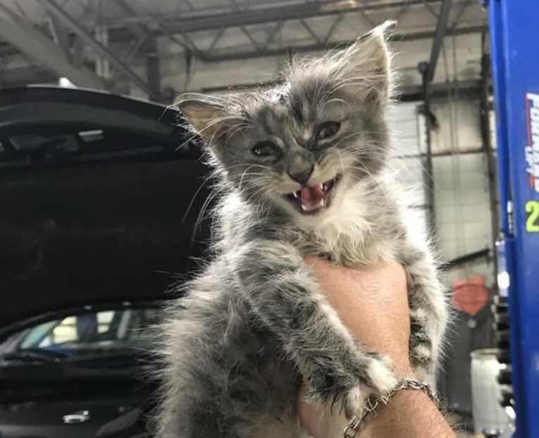 Mehaničar je spasio život mačku i donio ga doma, a najviše ga je iznenadila reakcija njegovog psa