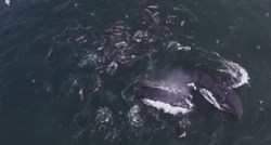 VIDEO Nesvakidašnje scene iz prirode: Fotograf dronom snimio orke koje jedu živog morskog psa