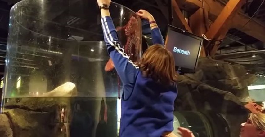 Divovska hobotnica "pokušala pobjeći" iz akvarija i prestravila okupljene