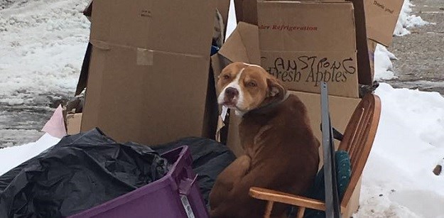 DIRLJIV PRIZOR Pas čeka vlasnike koji su ga izbacili poput smeća