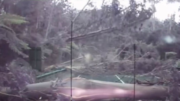 Zastrašujuća moć oluje: Stabla se ruše kao kule od karata