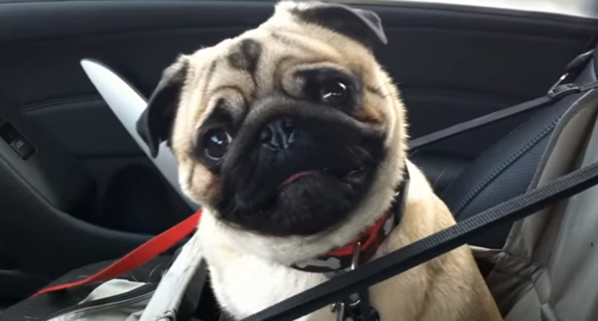 VIDEO Ovaj je mops totalno poludi kada ide u trgovinu za ljubimce