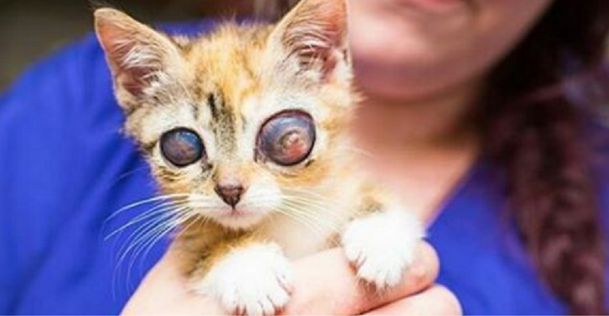 Ova maca s očima boje galaksije osvojila je društvene mreže
