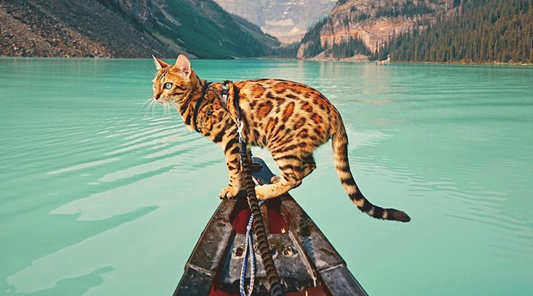 FOTO Ova predivna bengalska maca provest će vas kroz svoje predivne avanture putem fotografija