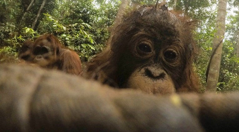 FOTO Divlji orangutan ukrao je fotografu kameru i napravio stotinu selfieja