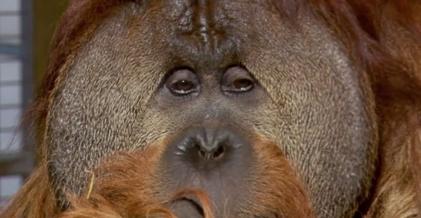 Uginuo Chantek, najpametniji orangutan na svijetu