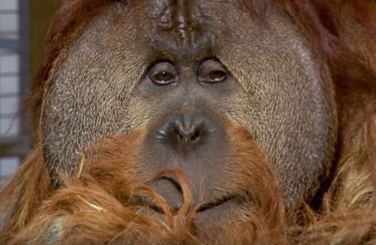 Uginuo Chantek, najpametniji orangutan na svijetu