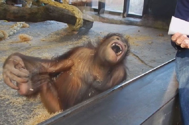 ´Pukao od smijeha´: Pogledajte kako je orangutan reagirao na mađioničarski trik!