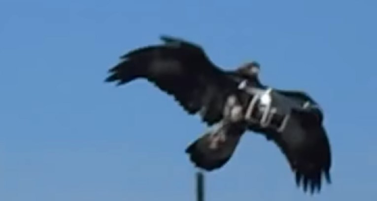VIDEO Rođeni ubojice: Pogledajte kako orlovi francuske vojske ruše dronove