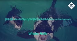 Što ljudima poručuje prvi kit ubojica koji je naučio govoriti?