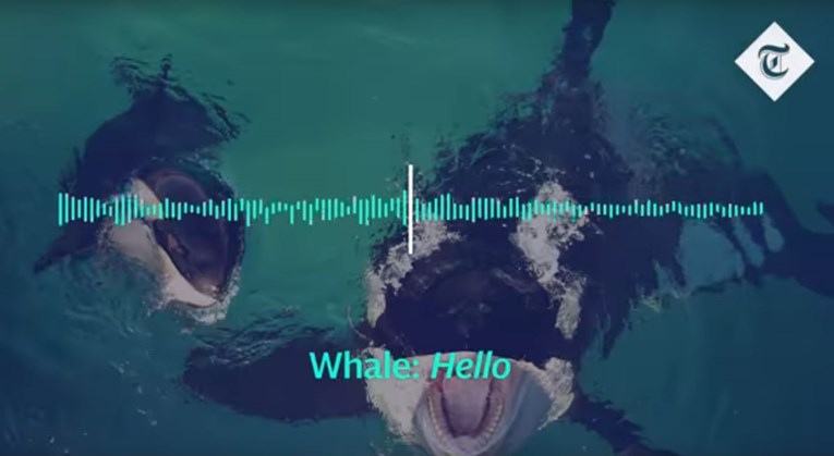 Što ljudima poručuje prvi kit ubojica koji je naučio govoriti?