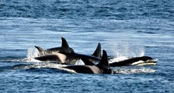 "Ženke kitova ubojica po mnogočemu su slične pripadnicama ljudskog roda"
